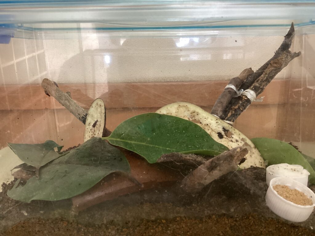 鈴虫が大きく成長しました